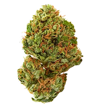 Sativa